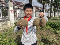 走进丰收季，红薯挖翻天