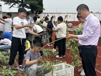 夏意悠悠 蚕豆飘香